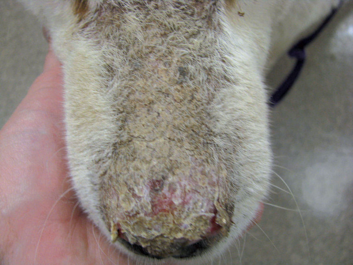 Honey-colored crusting involving the dorsal muzzle and nasal planum 