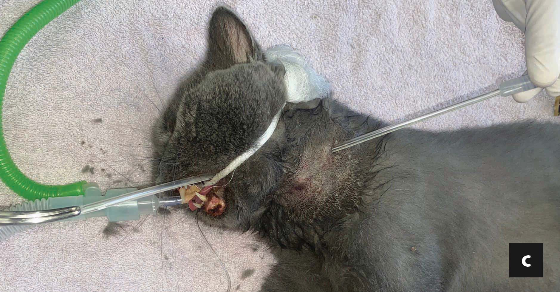 feeding tube is grabbed and retracted out of the mouth 