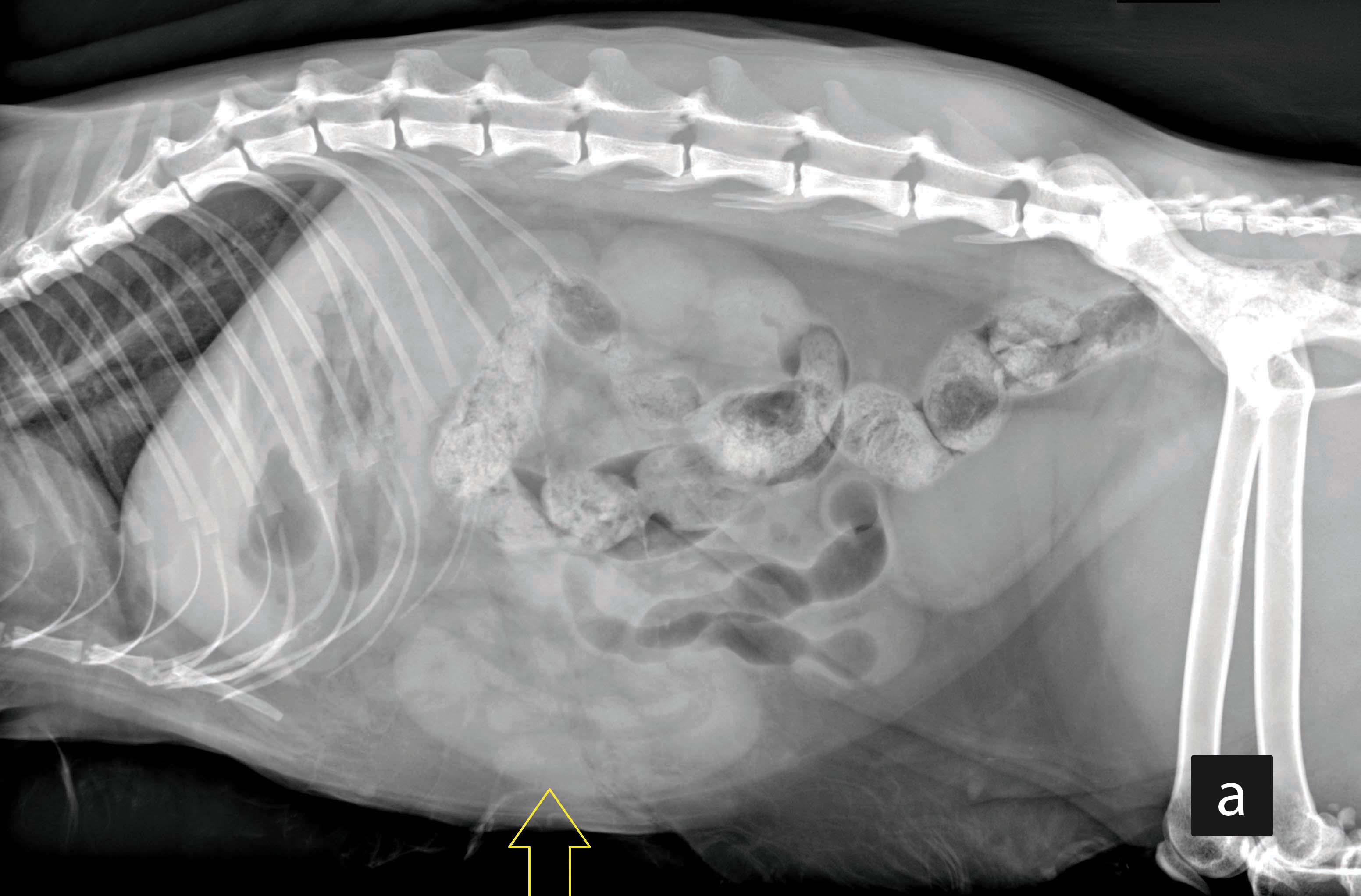 Left lateral abdominal radiographs from an adult cat presented with acute vomiting and diagnosed with intestinal intussusception
