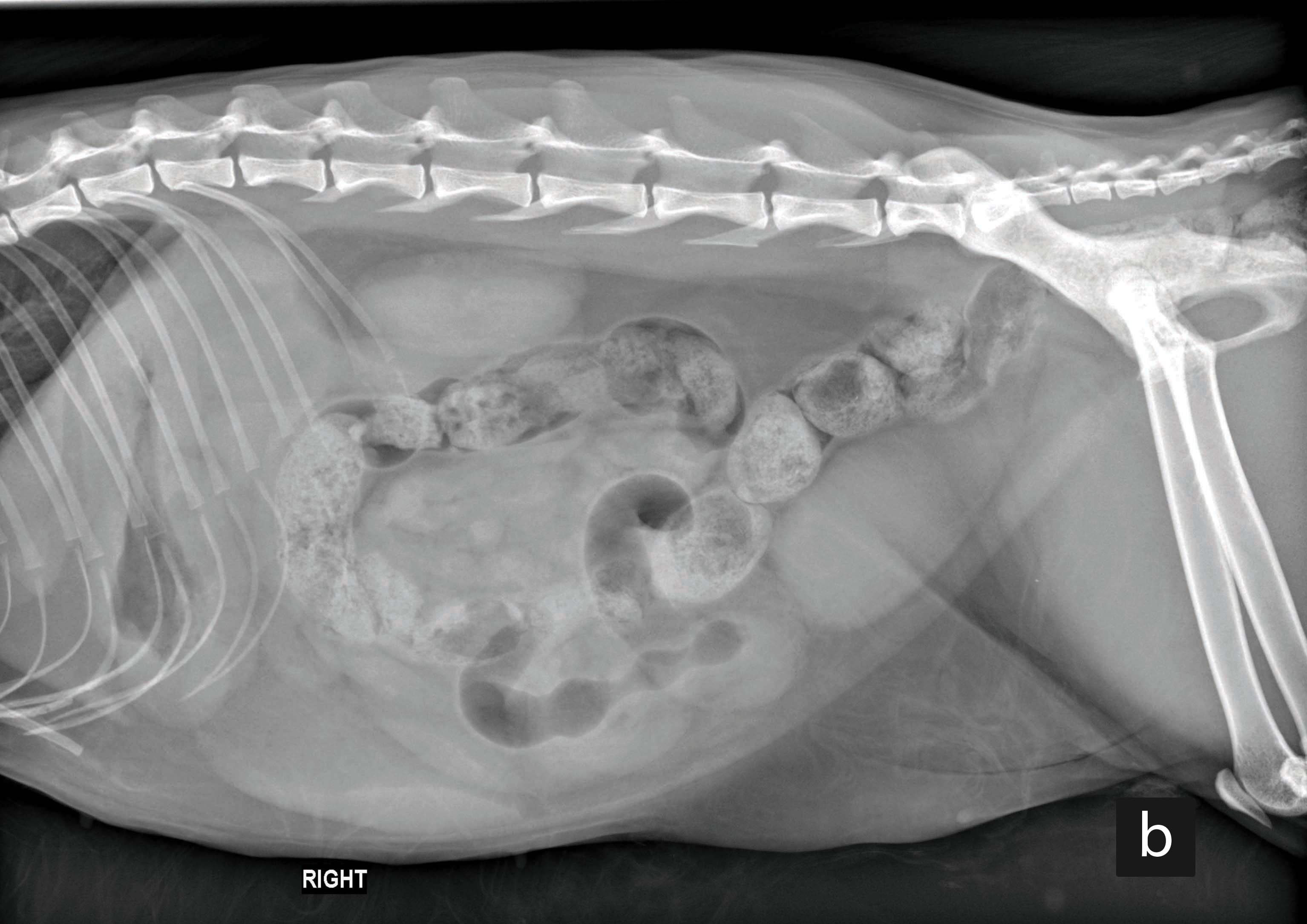 Right lateral abdominal radiographs from an adult cat presented with acute vomiting and diagnosed with intestinal intussusception