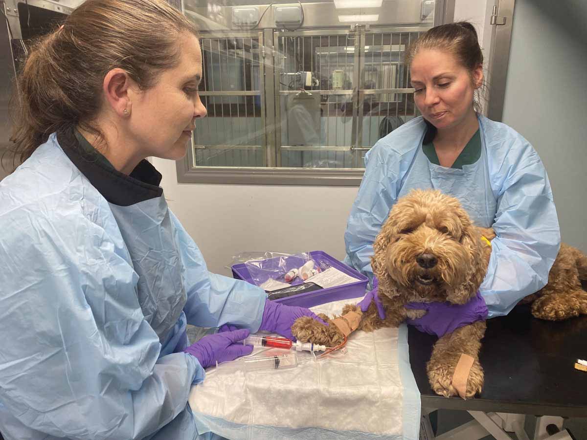 Ein Cockapoo mit einem Hämangiosarkom der Milz wird nach der Operation mit Doxorubicin behandelt.