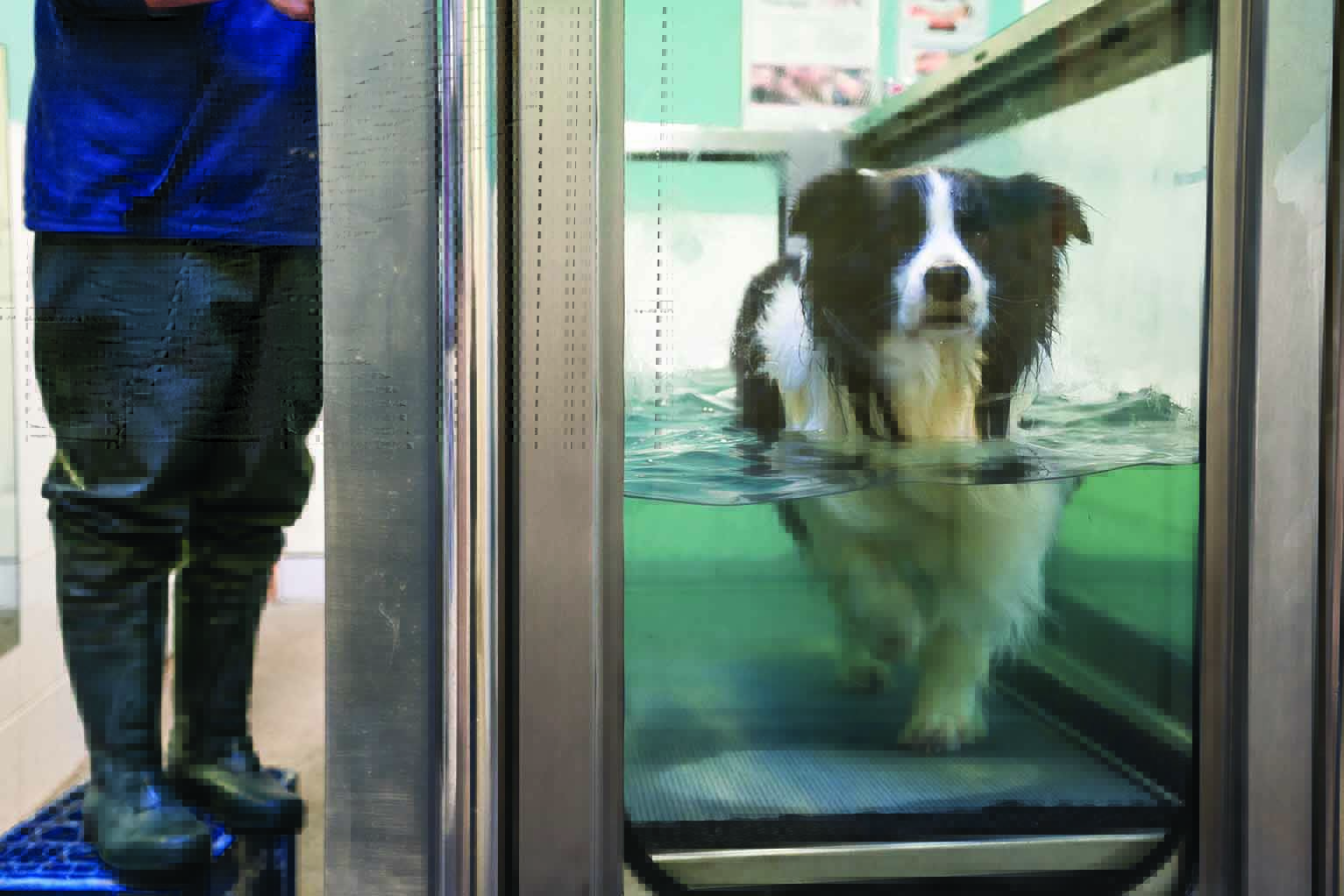 Ein Hund beim Training auf einem Unterwasserlaufband.