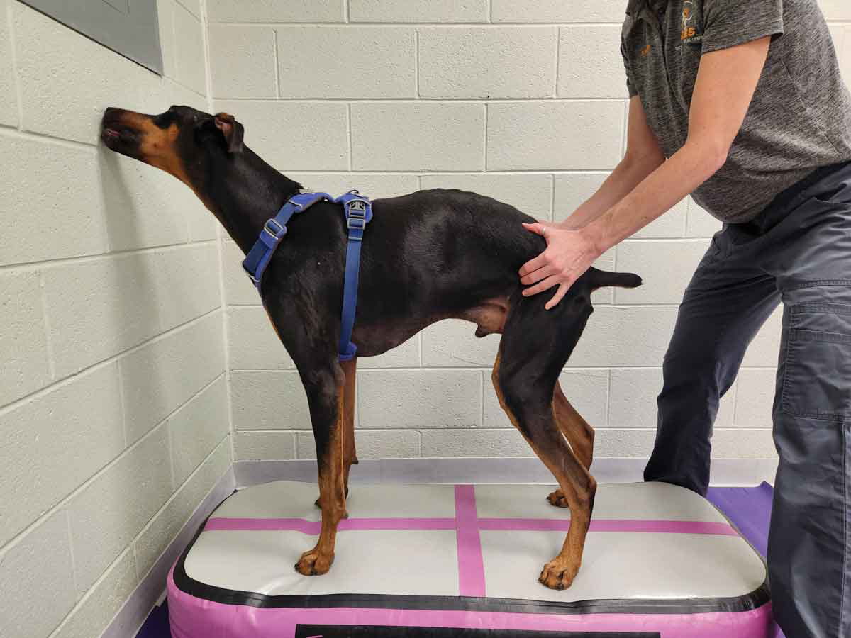 Eine Person hilft einem Dobermann, eine normale Haltung einzunehmen, indem sie ihn von hinten festhält.