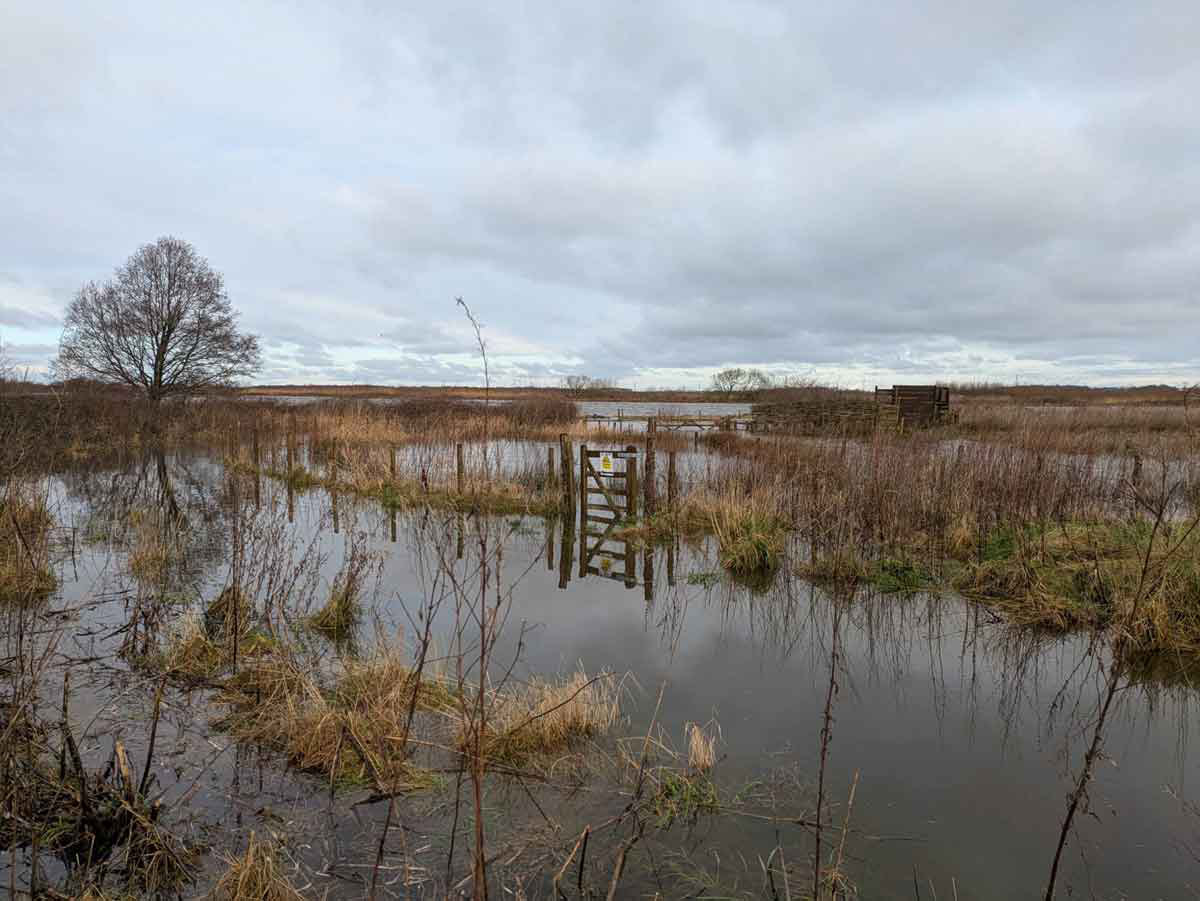 Ein sumpfiges Gebiet mit kleinen Grasinseln und Wasservögeln