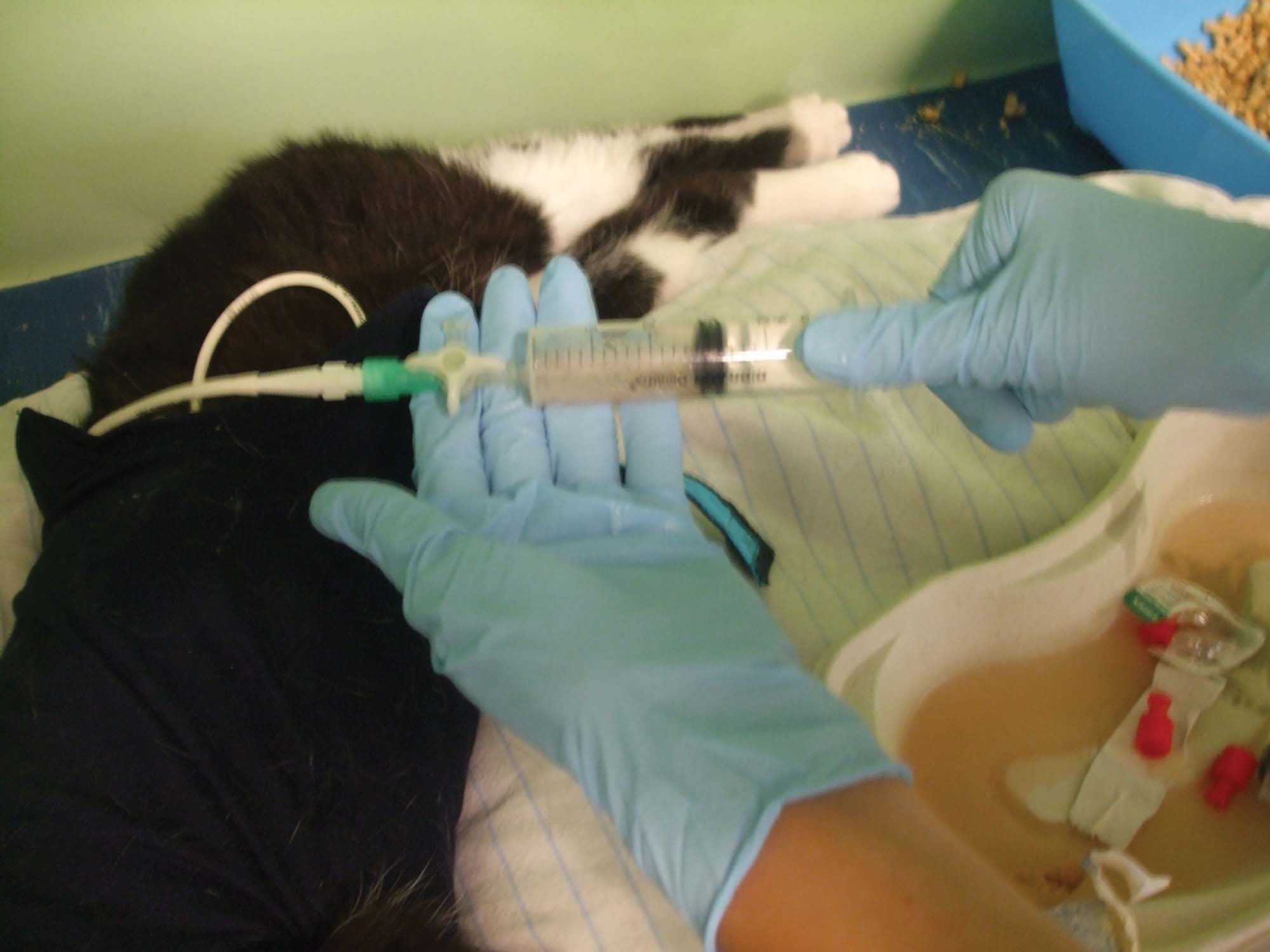 Thoracic drainage and lavage in a cat with pyothorax