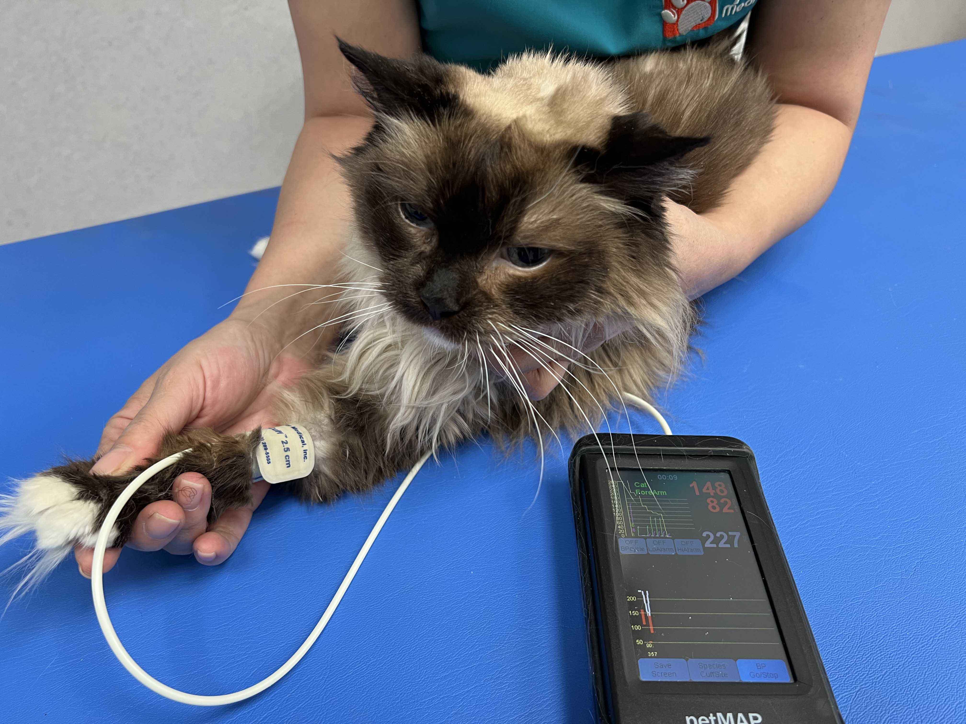 Blood pressure 2024 medication for cats