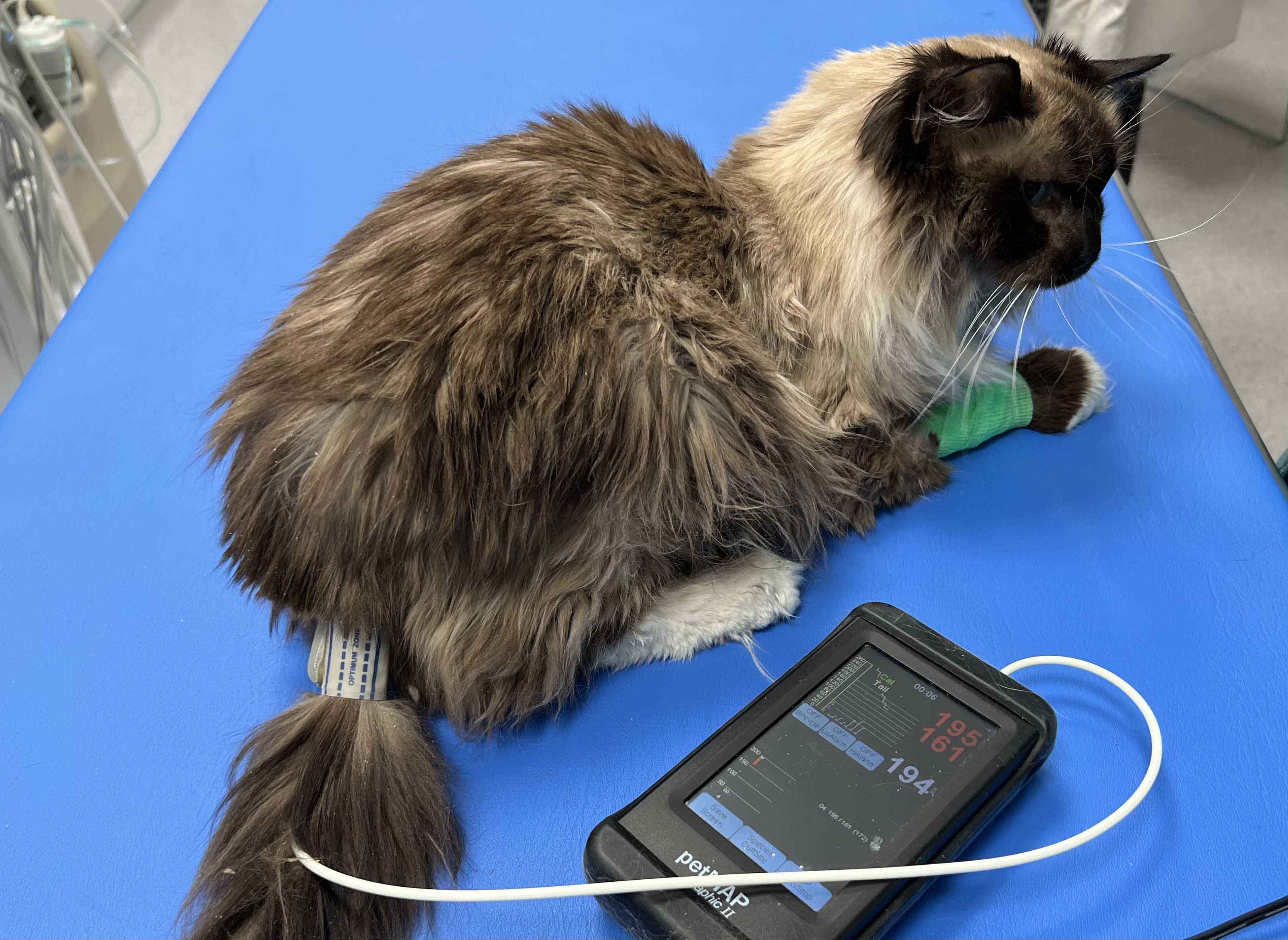 Feline systemic hypertension Vet Focus