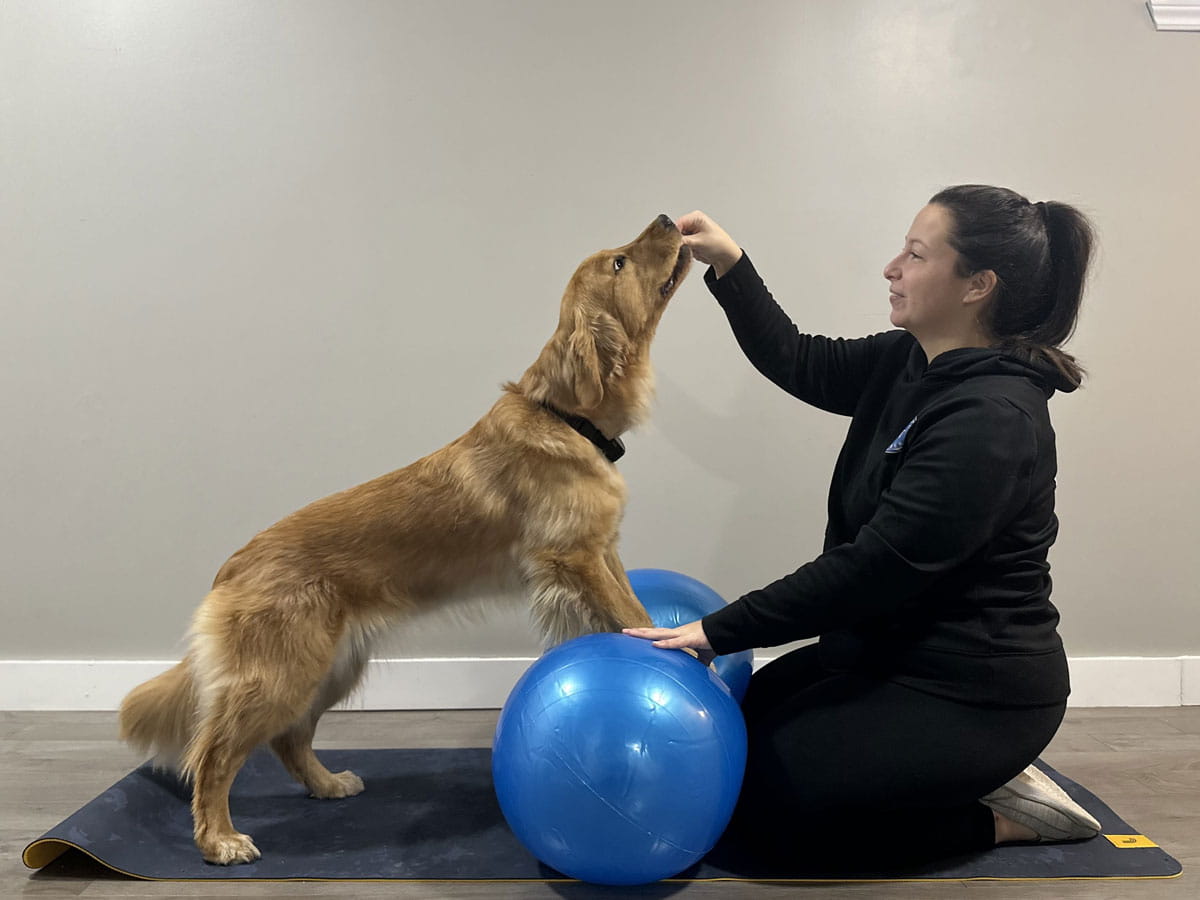 Golden Retriever con sus patas delanteras sobre pelotas de ejercicio, buscando una golosina durante un ejercicio para estimular la estabilidad en la parte superior del cuerpo.