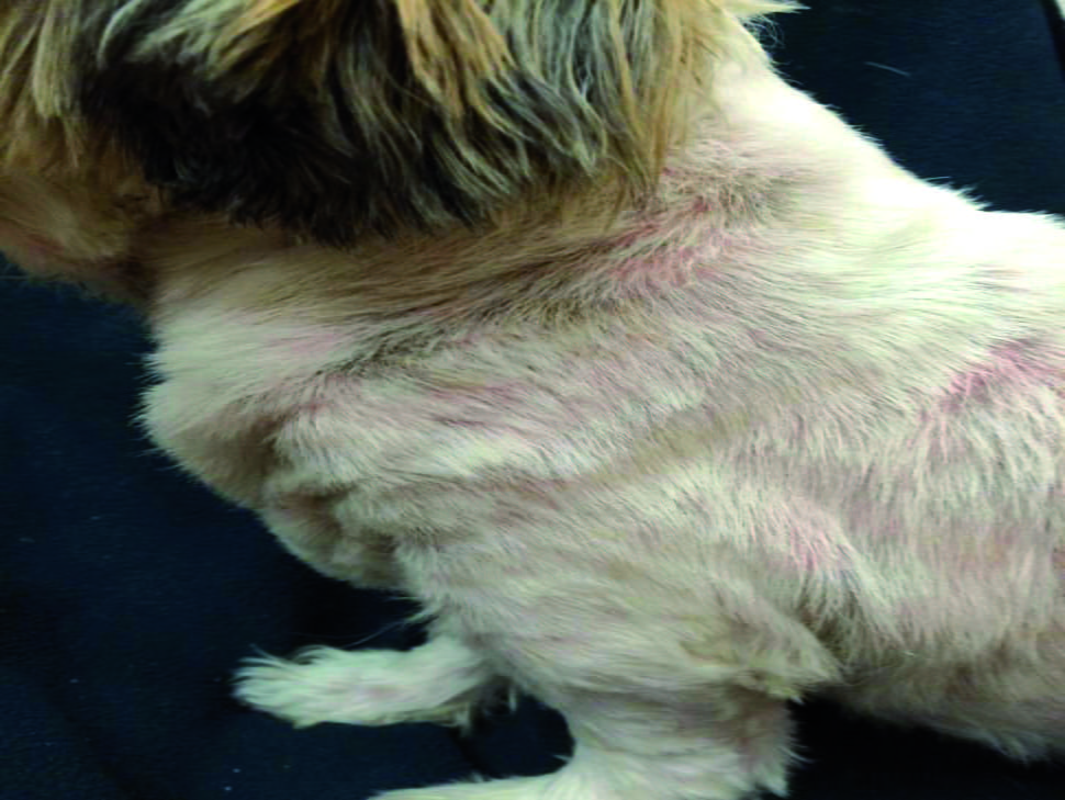 dog with diffuse Malassezia dermatitis 