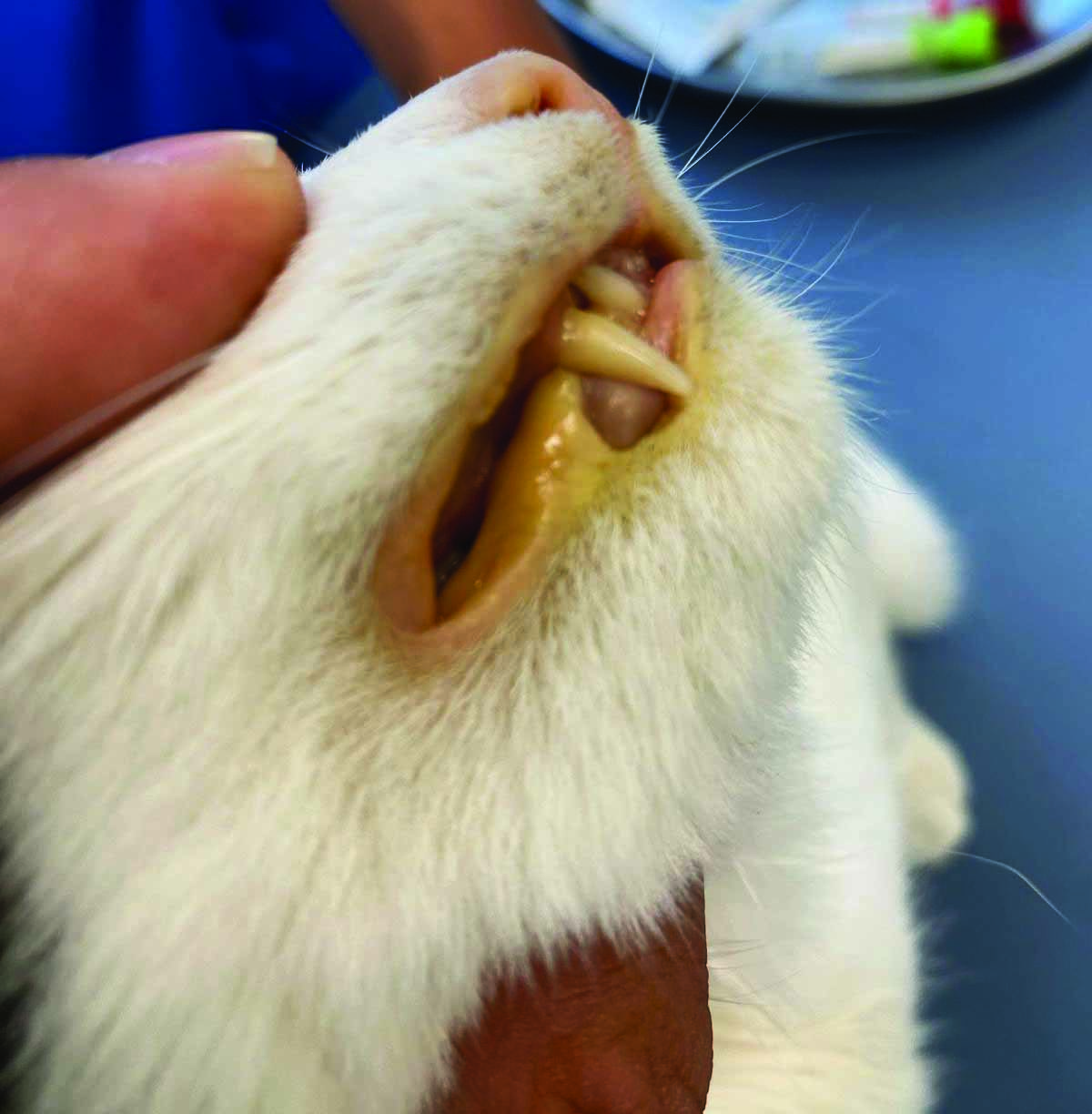 Un chat atteint d’un ictère.