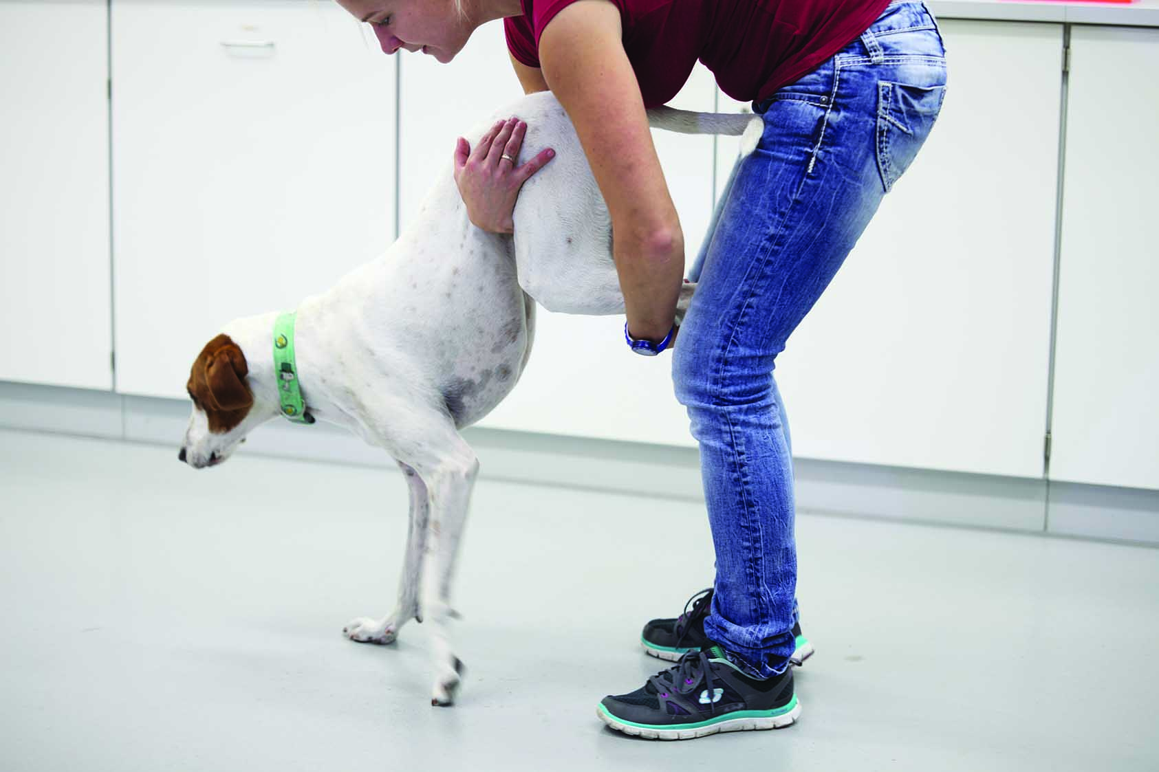 Un chien marche sur les pattes avant.