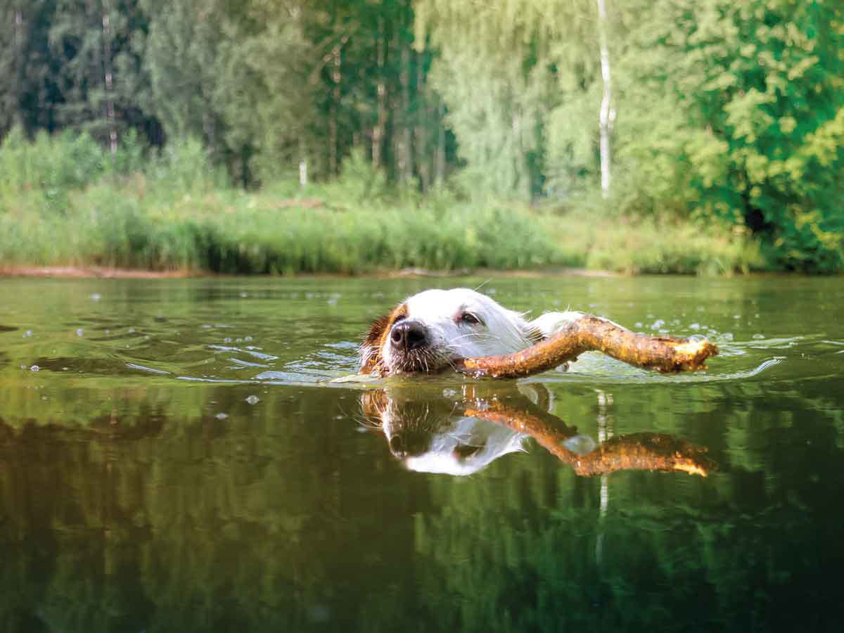 Un chien nage dans un cadre naturel