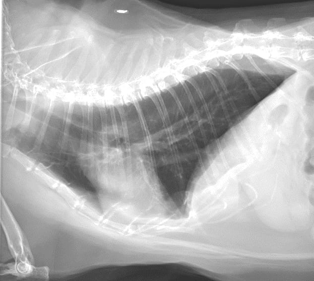 Lateralradiographs from a 2-year-old female spayed Siamese cat with asthma