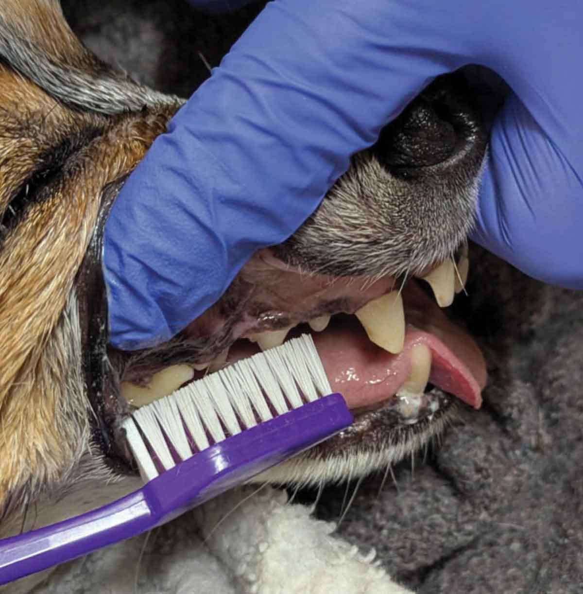 Una vista ravvicinata della bocca di un cane mentre gli vengono lavati i denti. L’immagine dimostra che lo spazzolino viene tenuto con un angolo di 45 gradi.