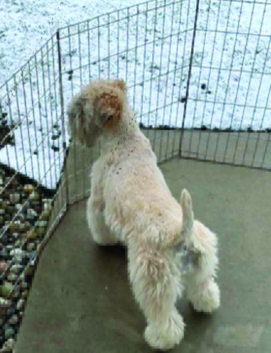 Images depicting the body condition of a 4-year-old, female neuter Soft-Coated Wheaten Terrier