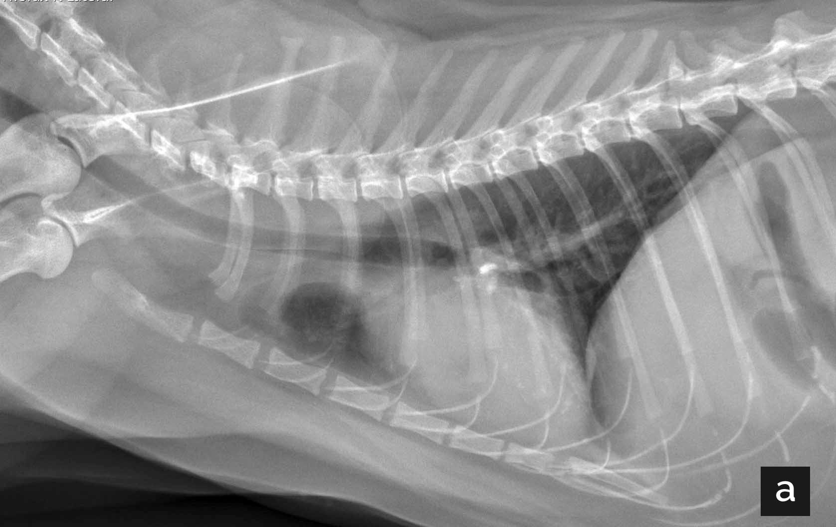 Right lateral thoracic radiograph of an 11-year-old cat with unexplained weight loss