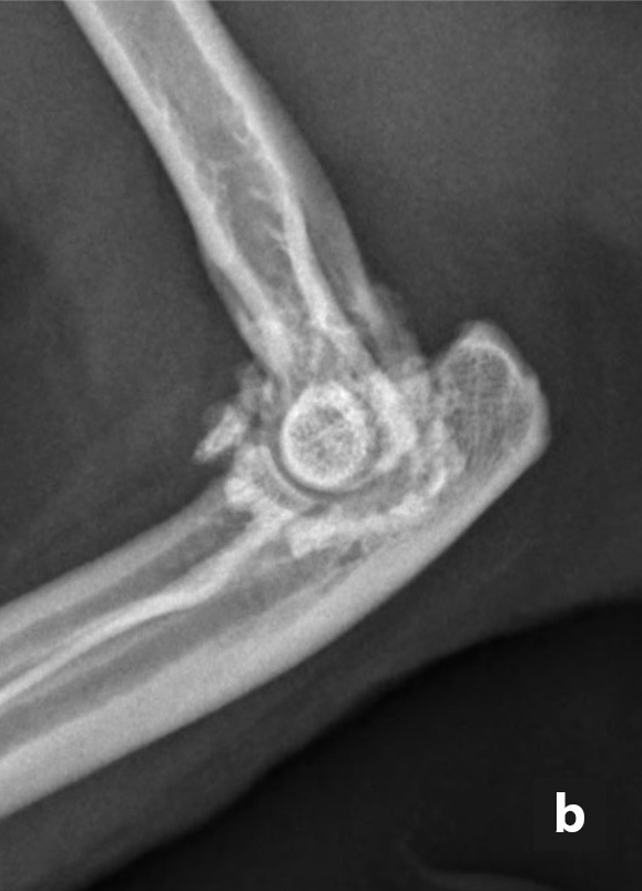 mediolateral view of the elbow 