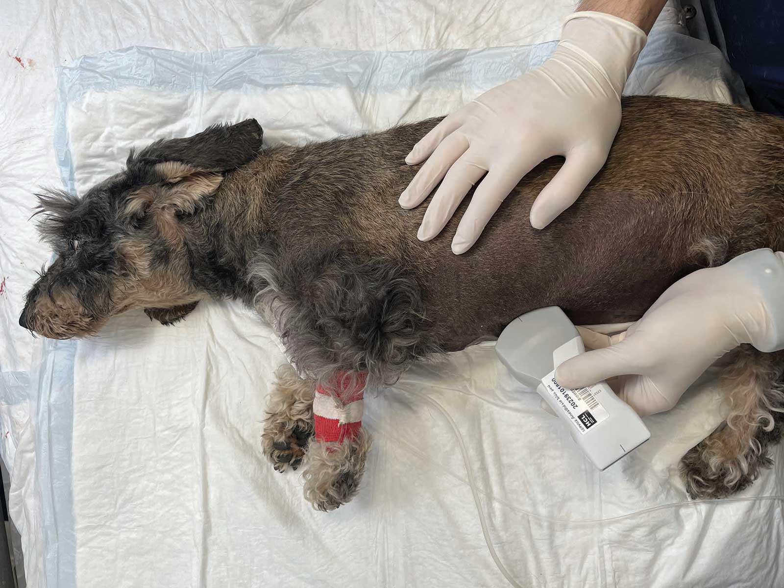 regione cervicale di un cane