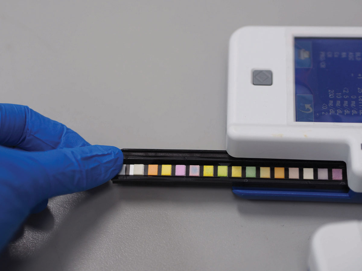 Reagent strip used to measure proteinuria.