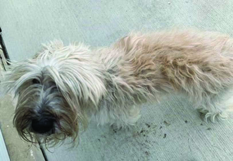 Chemozis (o consecință clinică rară e hipoalbuminemia) la un câine Border Collie în vârstă de 5 ani, mascul sterilizat cu EPP asociată cu enterită limfoplasmocitară și neutrofilă moderată și cu limfangiectazie intestinală ușoară
