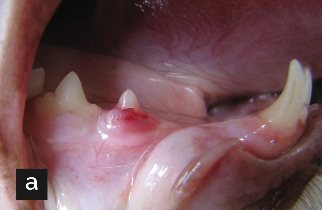 The right mandible of an 8-year-old cat with unexplained weight loss