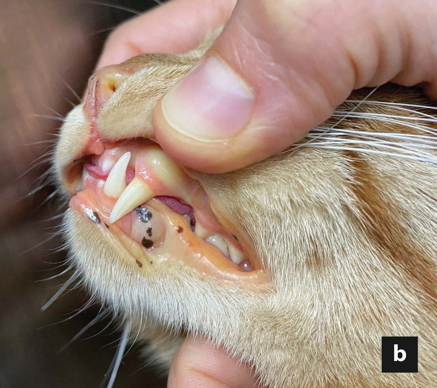 Close-up of a cat's eye showing jaundice, a symptom of feline hepatic lipidosis. 
