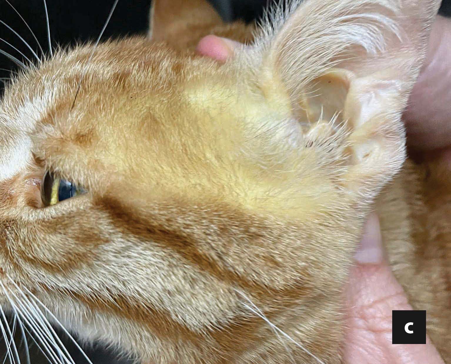Close-up of a cat's gums showing signs of jaundice, a symptom of feline hepatic lipidosis. 