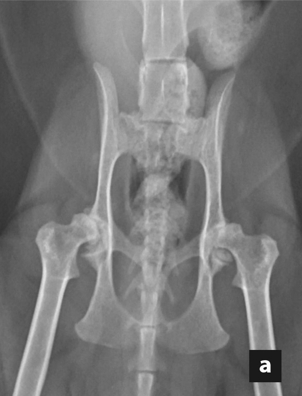 ventrodorsal view of the hips 