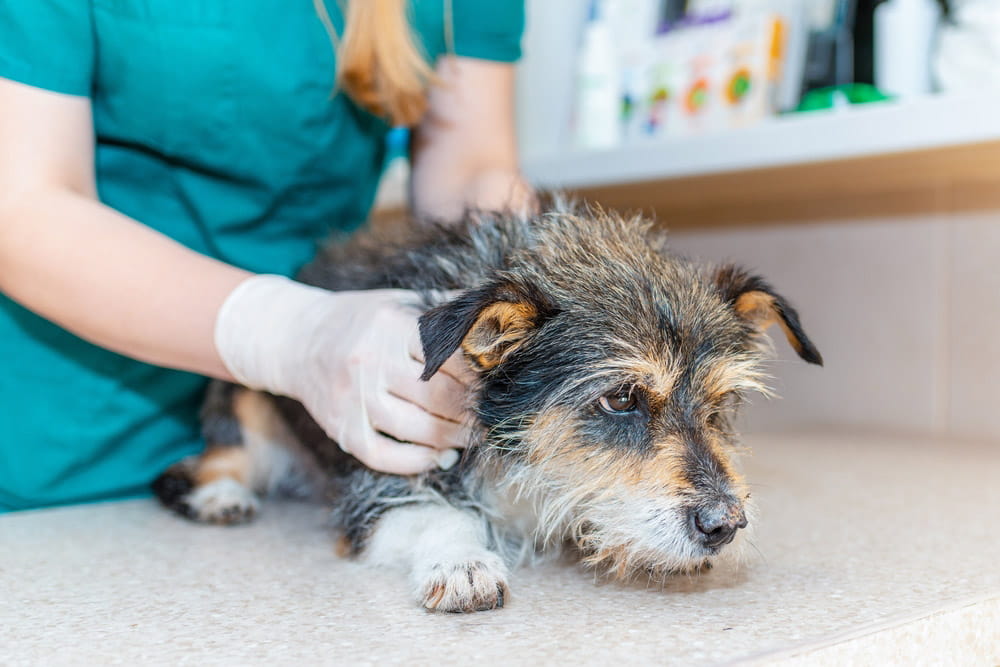 Dog at the veterinary office