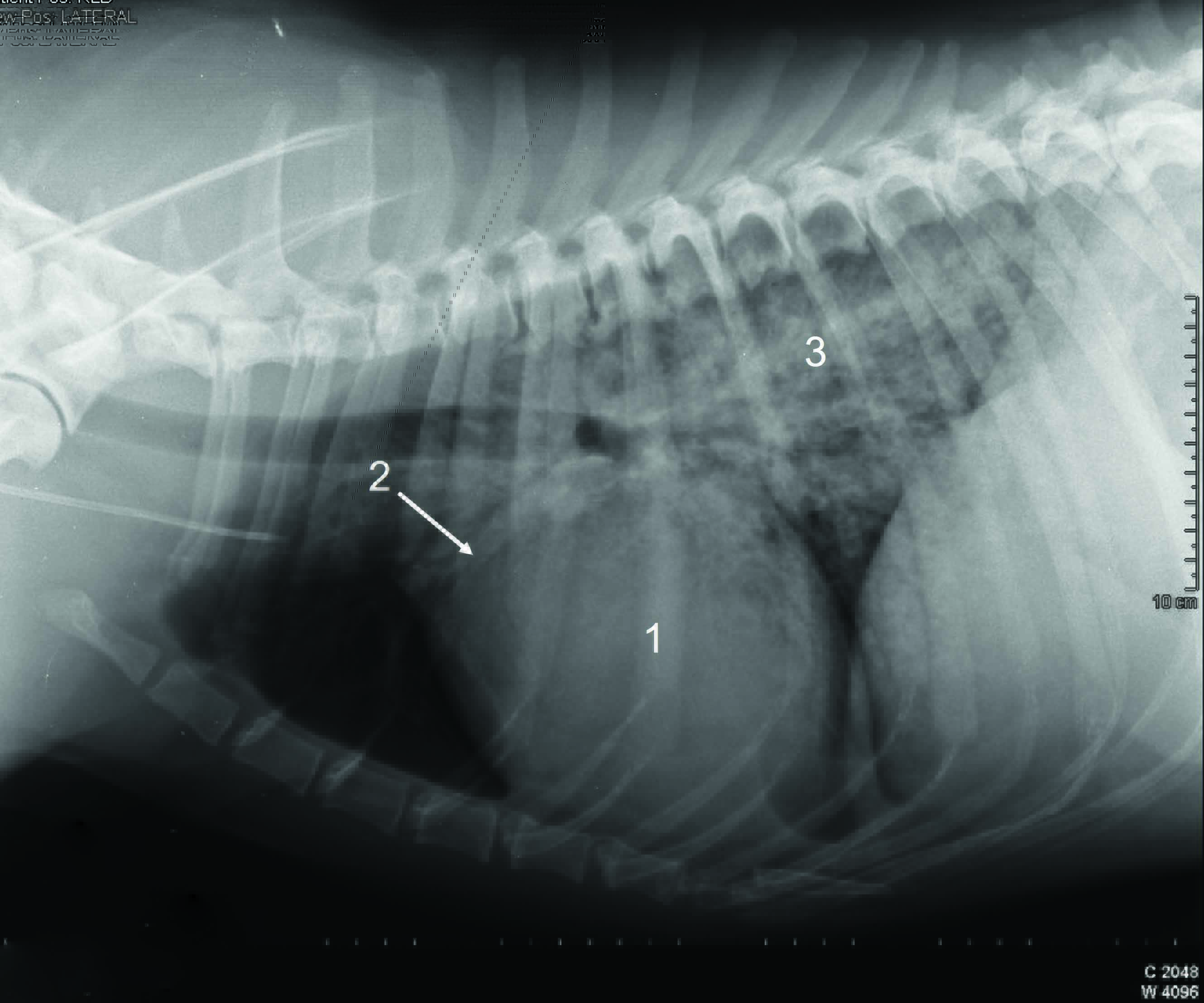 A radiograph from a dog presenting with acute onset dyspnea 