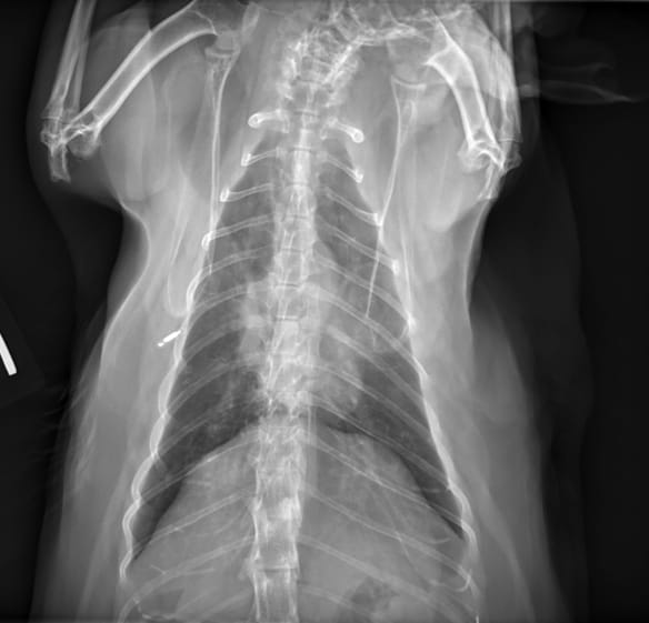 dorsoventral (b) radiographs from a 2-year-old female spayed Siamese cat with asthma